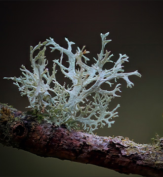 Lichen Sclerosus