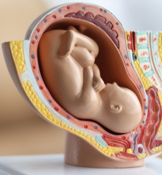 Scientists Develop Human Embryo Model